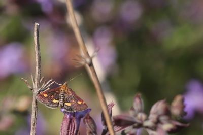<i>Pyrausta aurata</i>