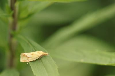 <i>Agapeta hamana</i>