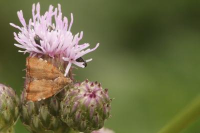 <i>Choreutis pariana</i>