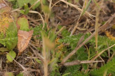 <i>Synaphe punctalis</i>