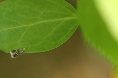 <i>Stigmella</i>
