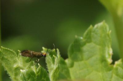 <i>Micropterix aruncella</i>