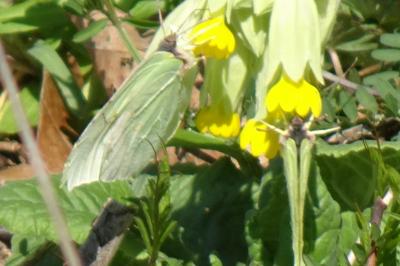 Citron 