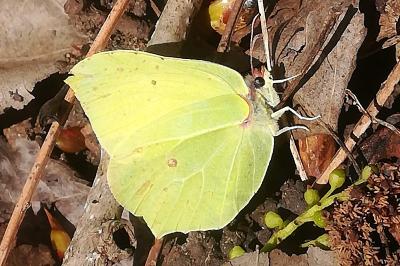 Citron 