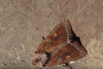 Noctuelle des Potagers 