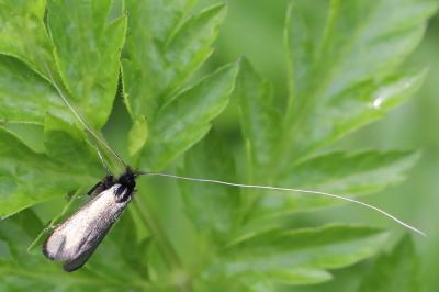 <i>Adela reaumurella</i>
