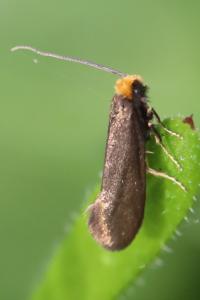 <i>Incurvaria koerneriella</i>