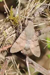 Moro-Sphinx 