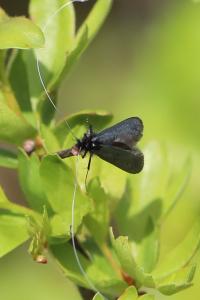 <i>Adela reaumurella</i>