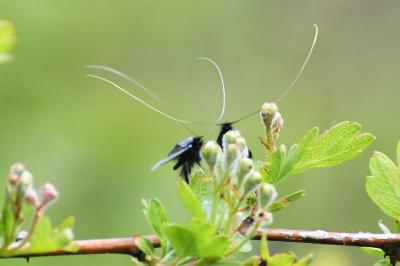 <i>Adela reaumurella</i>