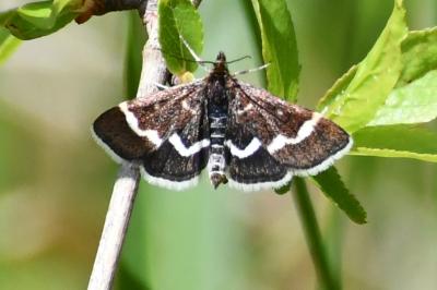 <i>Pyrausta nigrata</i>