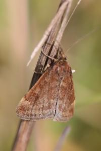 <i>Pyrausta despicata</i>