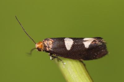 <i>Incurvaria masculella</i>