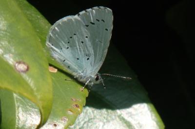 Azuré des Nerpruns 