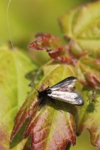 <i>Adela reaumurella</i>