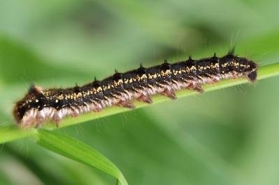 Euthrix potatoria