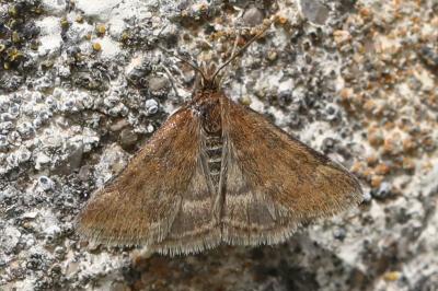<i>Pyrausta despicata</i>