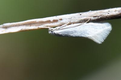 <i>Elachista argentella</i>