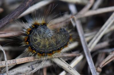 Bombyx de l'Aubépine 