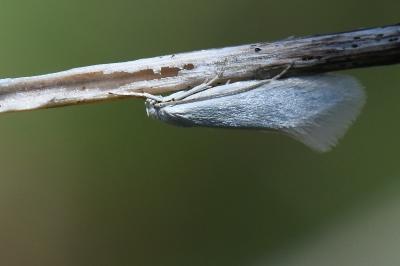 <i>Elachista argentella</i>