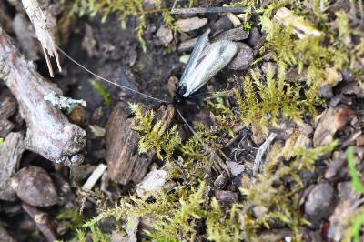 <i>Adela reaumurella</i>
