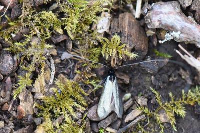 <i>Adela reaumurella</i>