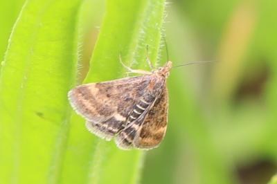 <i>Pyrausta despicata</i>