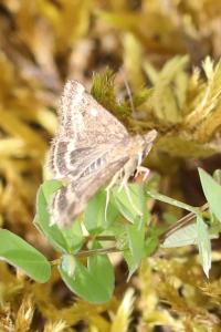 <i>Pyrausta despicata</i>