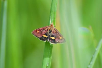 <i>Pyrausta aurata</i>
