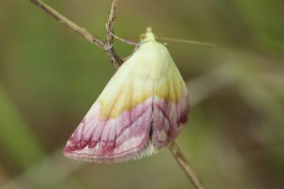 Noctuelle purpurine 
