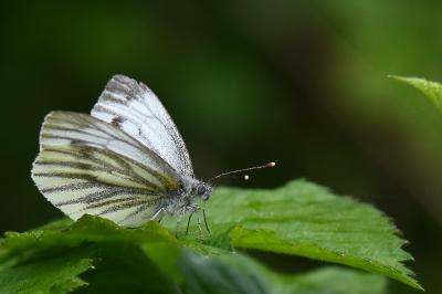 Pieris napi