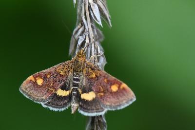 <i>Pyrausta aurata</i>