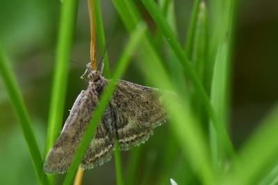<i>Pyrausta despicata</i>