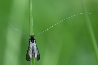 <i>Adela reaumurella</i>