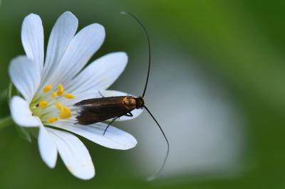 <i>Cauchas rufimitrella</i>
