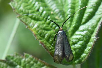 <i>Adela reaumurella</i>