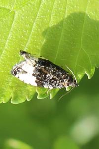 <i>Hedya pruniana</i>
