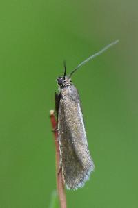 <i>Glyphipterix fuscoviridella</i>
