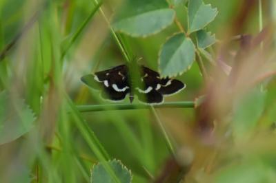 <i>Pyrausta nigrata</i>