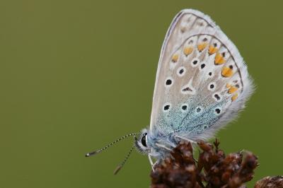 Azuré de la Bugrane 