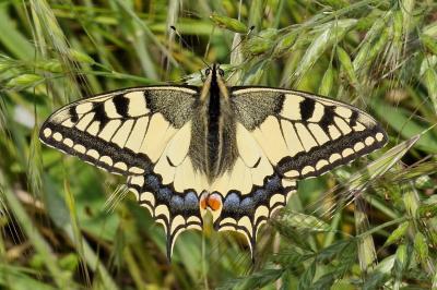 Machaon 
