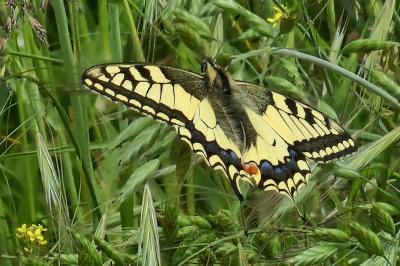 Machaon 