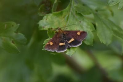 <i>Pyrausta aurata</i>