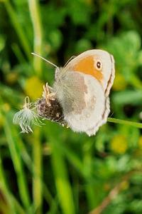Fadet commun 