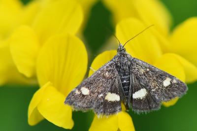 <i>Pyrausta aurata</i>