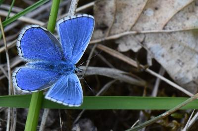Azuré bleu-céleste 