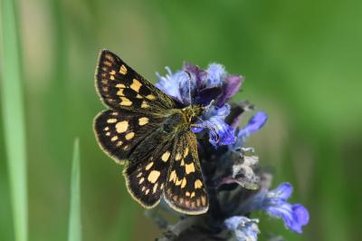 Hespérie du Brome 