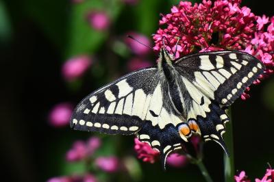 Machaon 