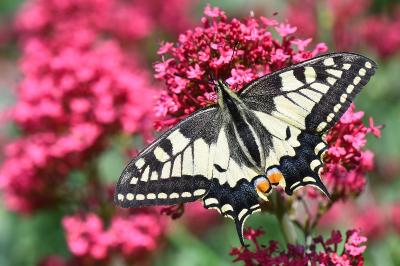 Machaon 