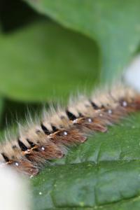 Bombyx du Chêne 